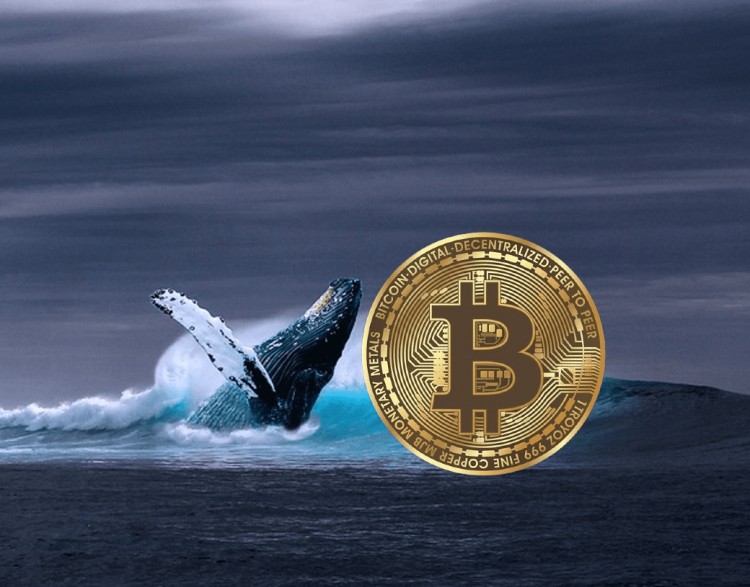 鯨魚策略大揭秘 Lookonchain鏈上數據 暴跌前神秘出擊 利潤驚人實錄