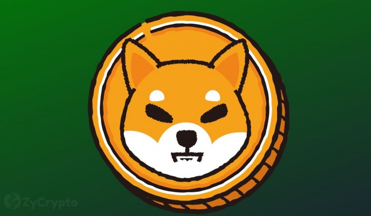 溫世博月？柴犬鯨魚在 SHIB 購買上失控，交易量達到數萬億