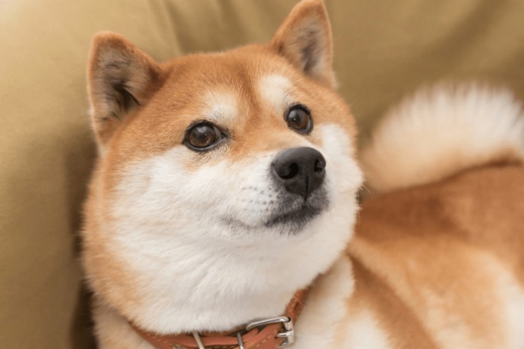 如果您在 2020 年投資 200 美元購買柴犬，這就是您現在擁有的金額