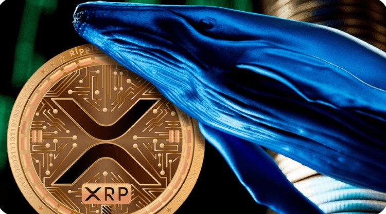 XRP鯨魚活動激增，5000億XRP易手，新鯨魚涌入鏈上交易數(shù)據揭秘Bitvavo交易所提款