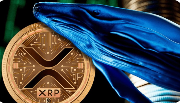 XRP 鯨魚轉(zhuǎn)移數(shù)百萬，價格觸及關(guān)鍵支撐位 完