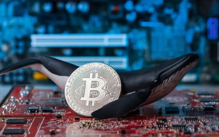 分析顯示比特幣鯨魚又開始購買BTC據CRYPTOQUANT稱鯨魚加速積累是比特幣牛市仍在